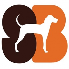 Standard Beagle Studio profile